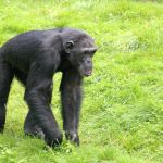 chimpanzé