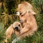 gibbon
