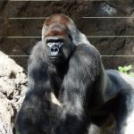 gorille
