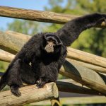 siamang