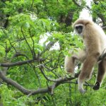gibbon