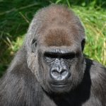 gorille