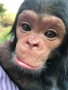 Elykia, 1 mois et demi plus tard 2.500kg