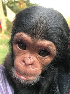 Elykia, 1 mois et demi plus tard 2.500kg